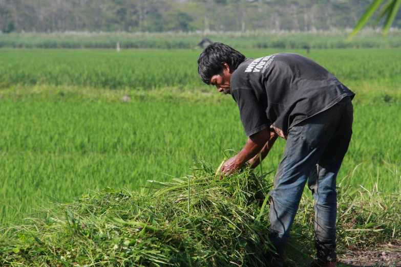 a man in a black shirt on some grass