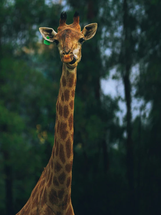 a giraffe stares into the camera with some trees in the background
