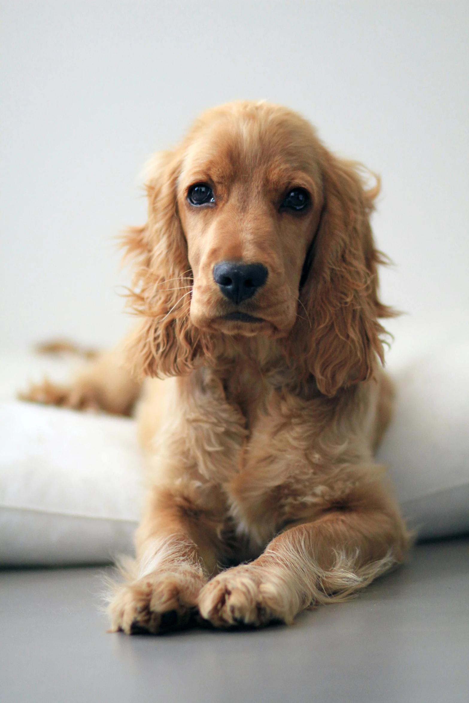 a dog is laying down with its paw on the pillow