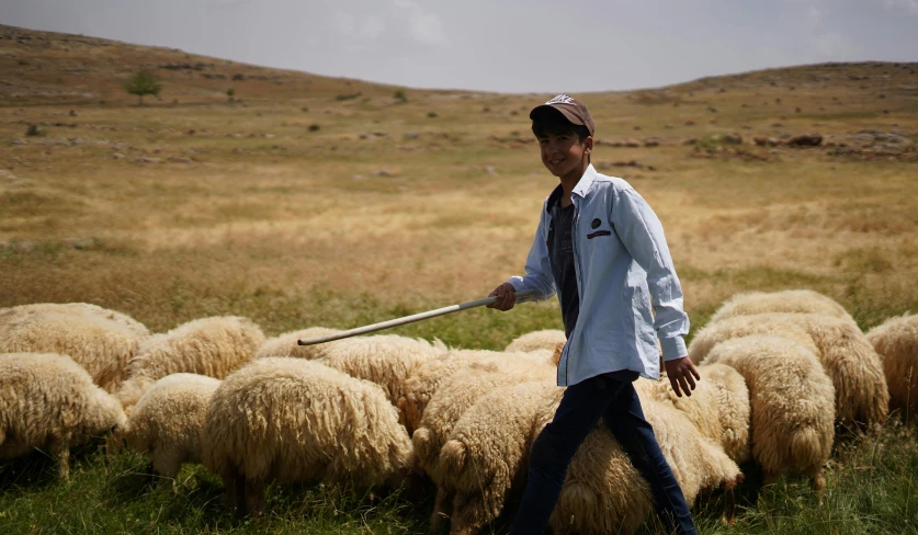 a man with a sword herding sheep in a field