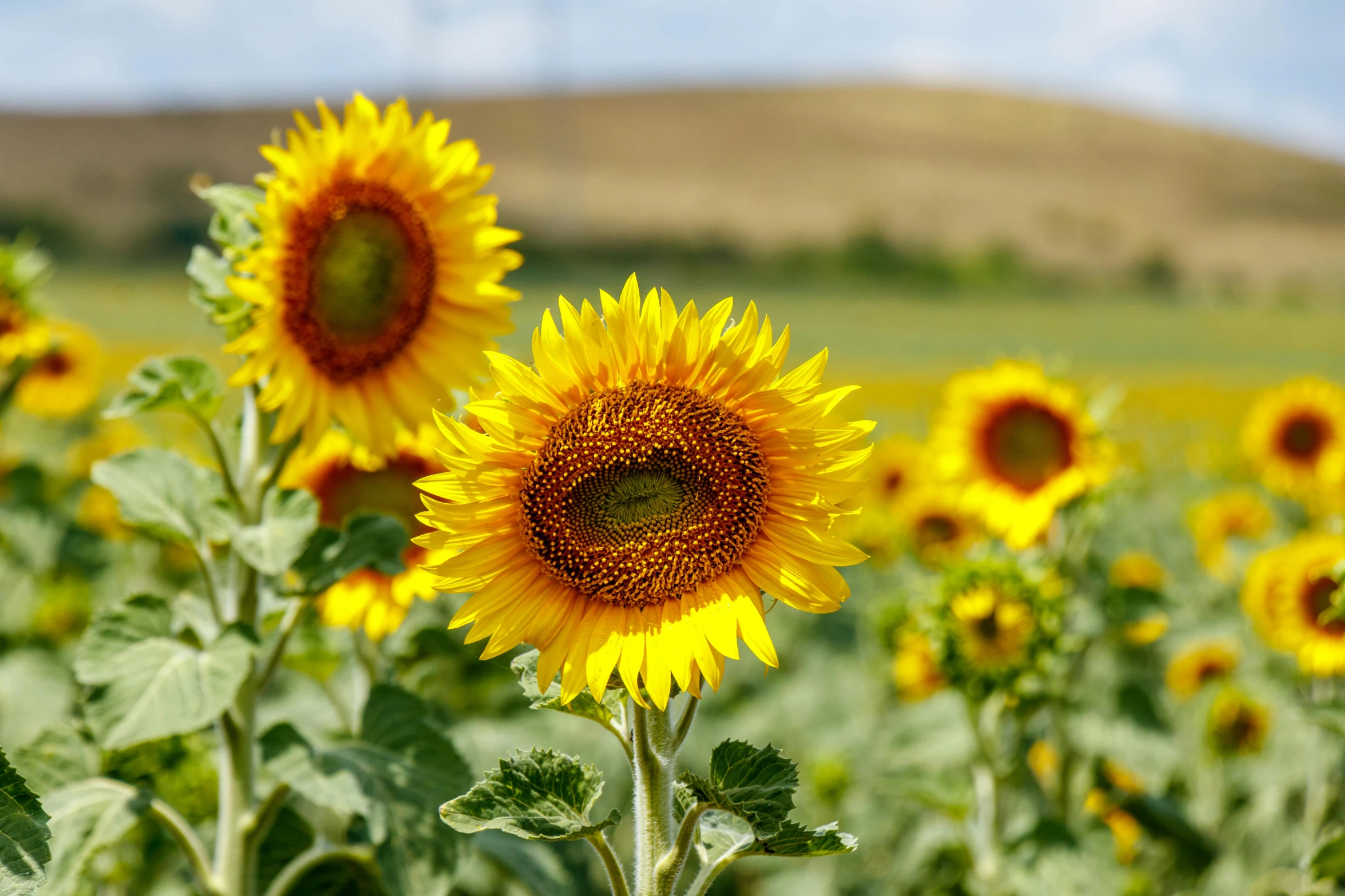 the sunflowers in a field have gone away