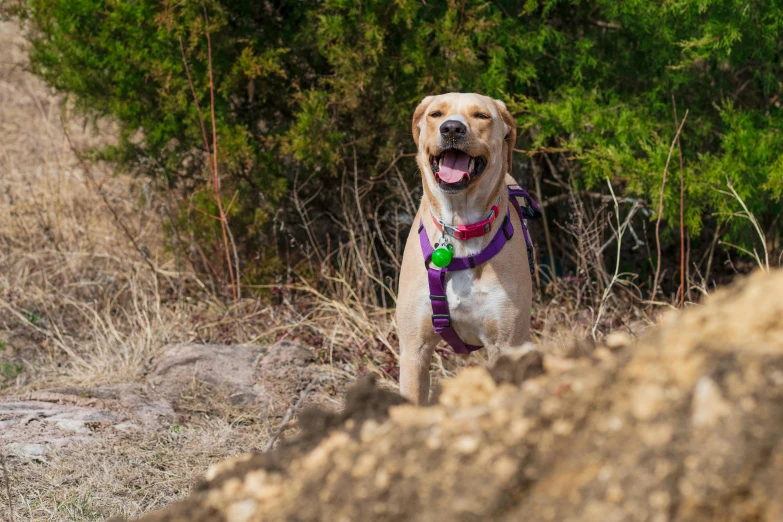 a dog in a harness standing on rocks