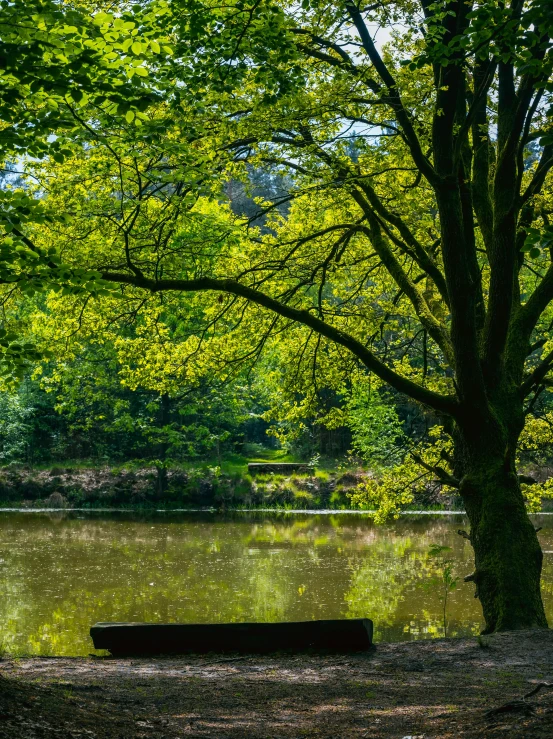a bench next to a large body of water in the woods