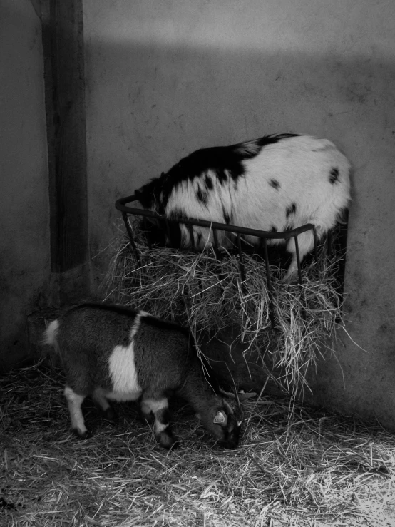 the two small animals are eating hay together