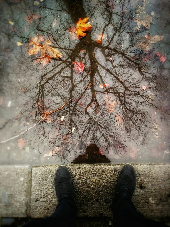 feet in front of a bench reflecting leaves and fall color