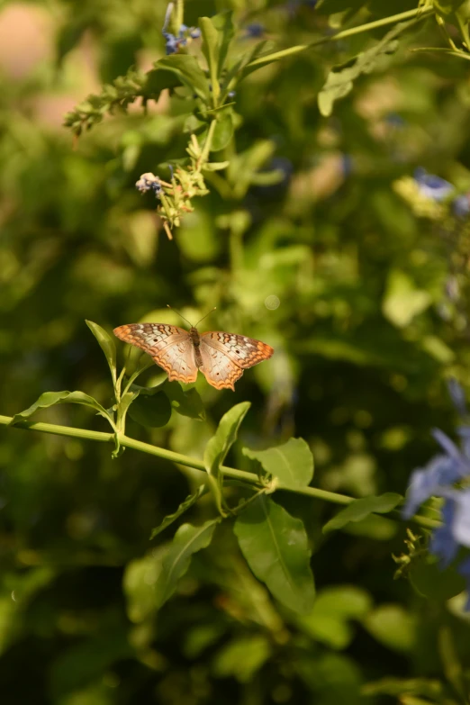 two erflies on a green leafy nch surrounded by flowers