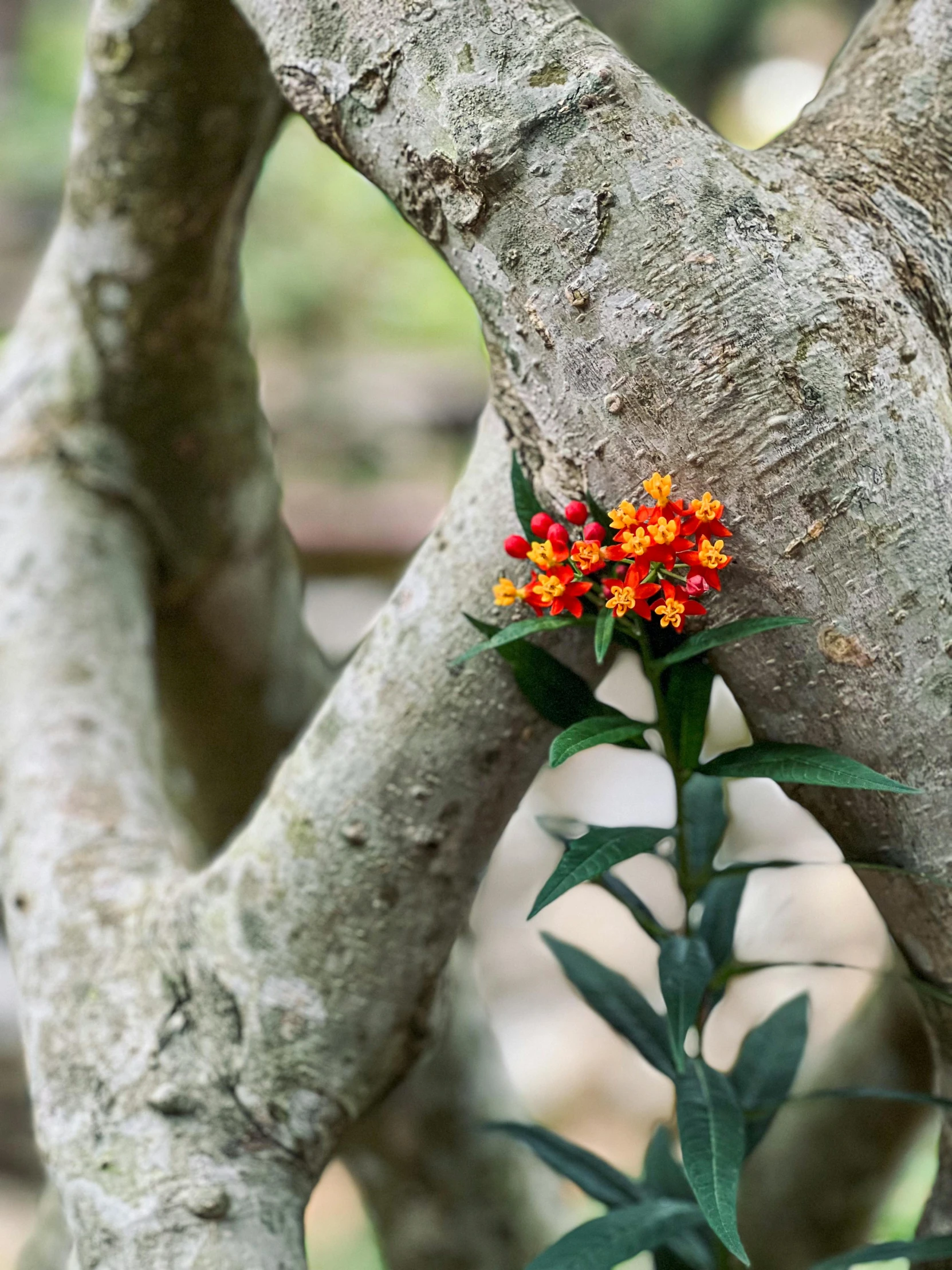 small flowers are splaying down onto the trunk of this tree