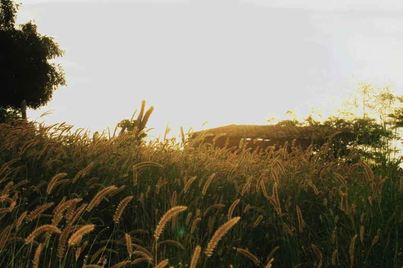 the sky is bright with clouds above some tall grass