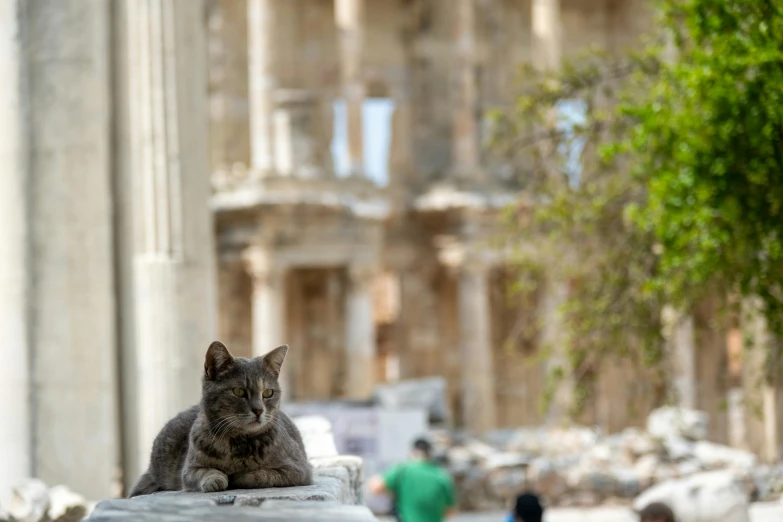 a cat on a pillar near some people