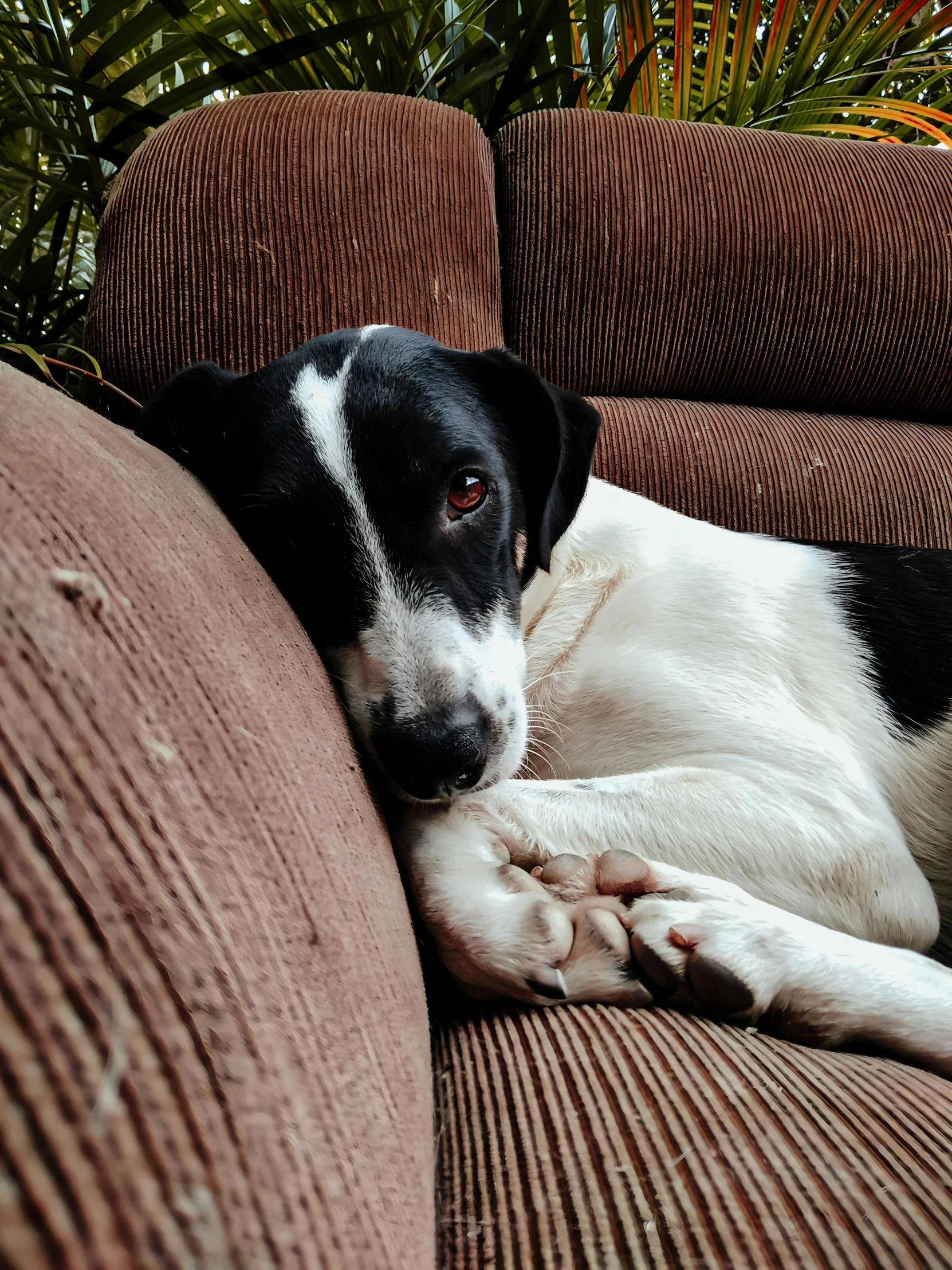 a black and white dog is laying on the couch