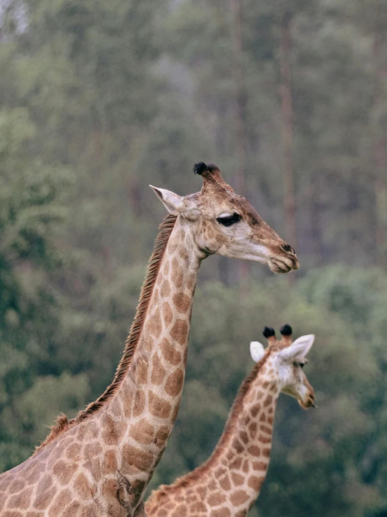 three giraffe standing in a field with lots of trees