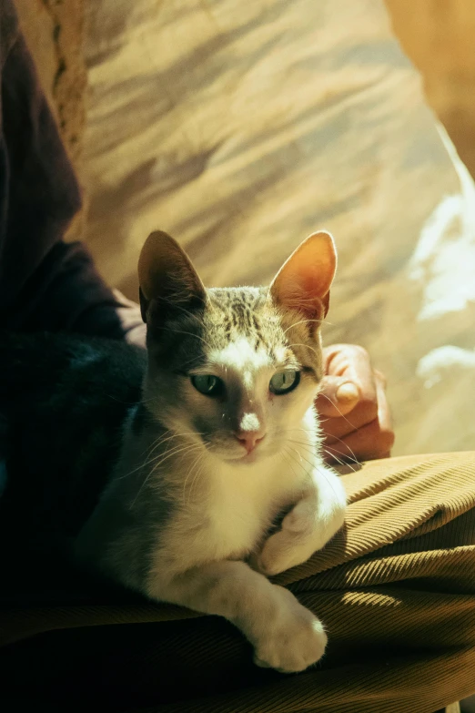 a small cat laying on top of a couch