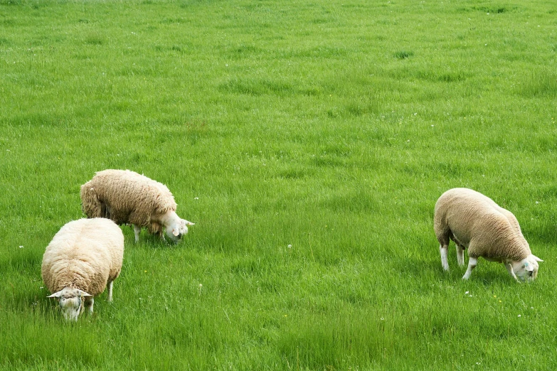 three sheep grazing on grass in the field
