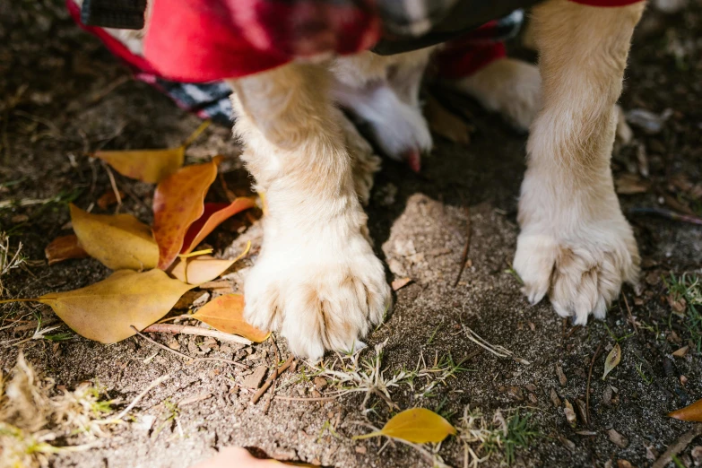 a close up of a dog's legs wearing a coat