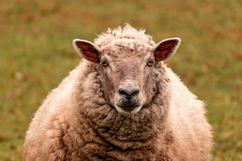 the sheep looks at the camera while standing in a field