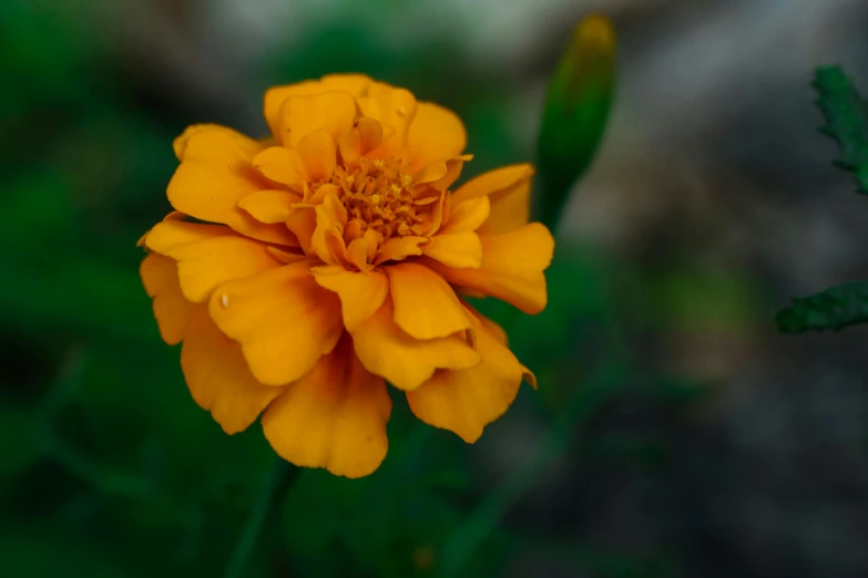 an orange flower is growing on the stem