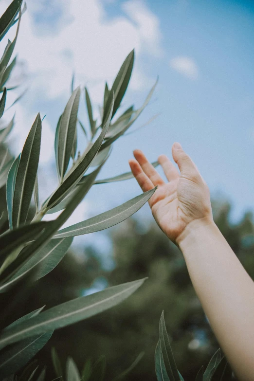 an outstretched person reaching out to the sky over a leafy plant