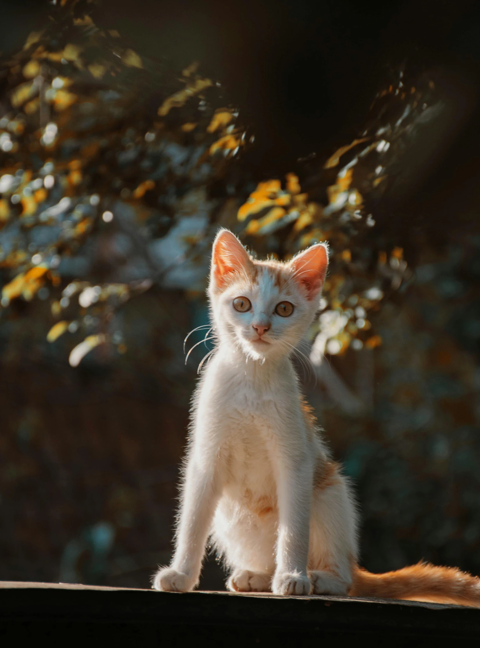 a white cat with an orange spot sitting in the sun