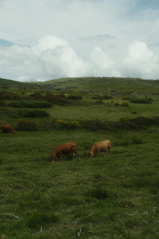 some animals in a grassy field on a cloudy day