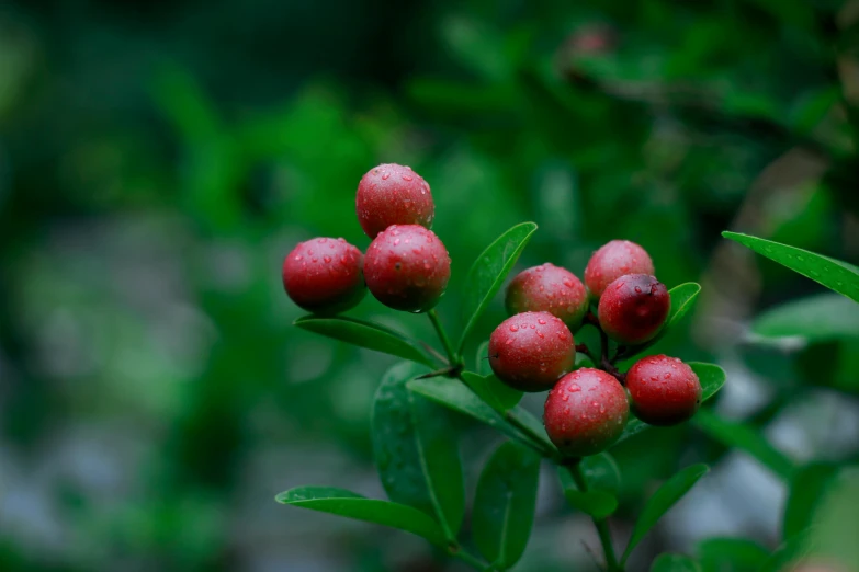 small red berries growing on top of green leaves