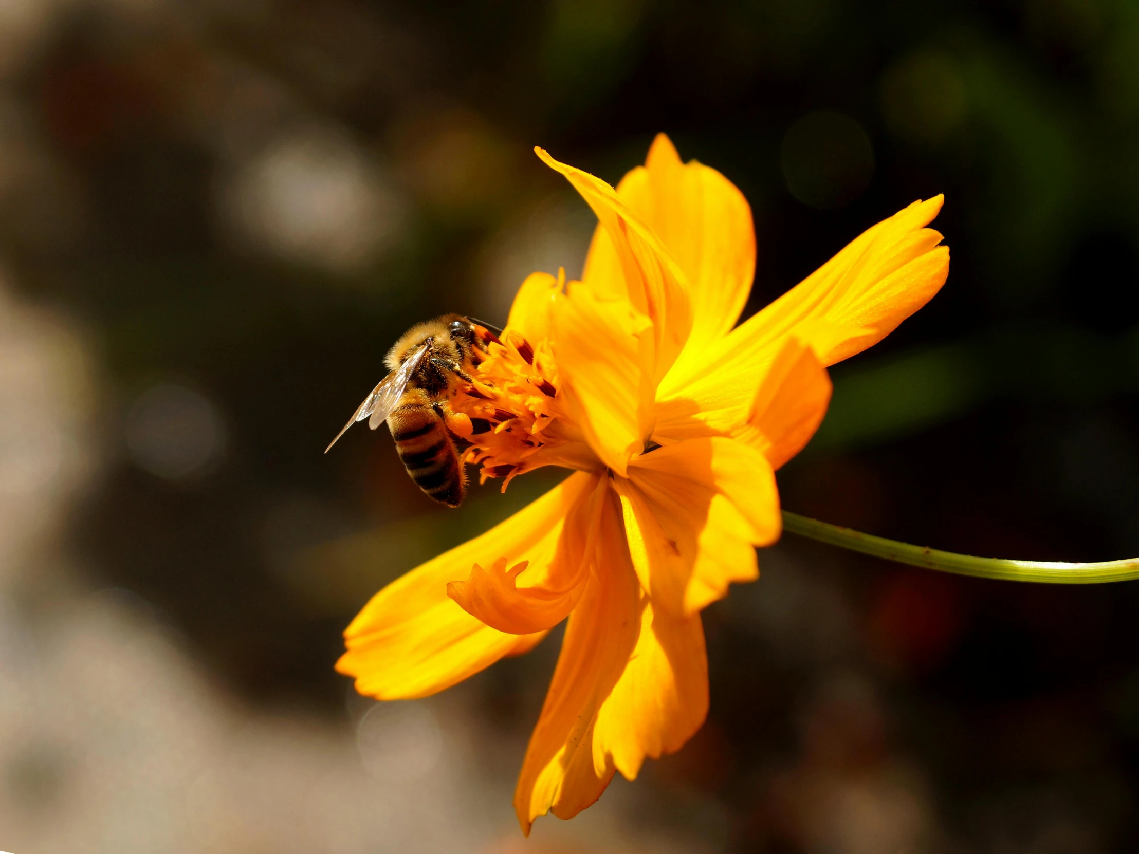 the bee is collecting nectar from the flower