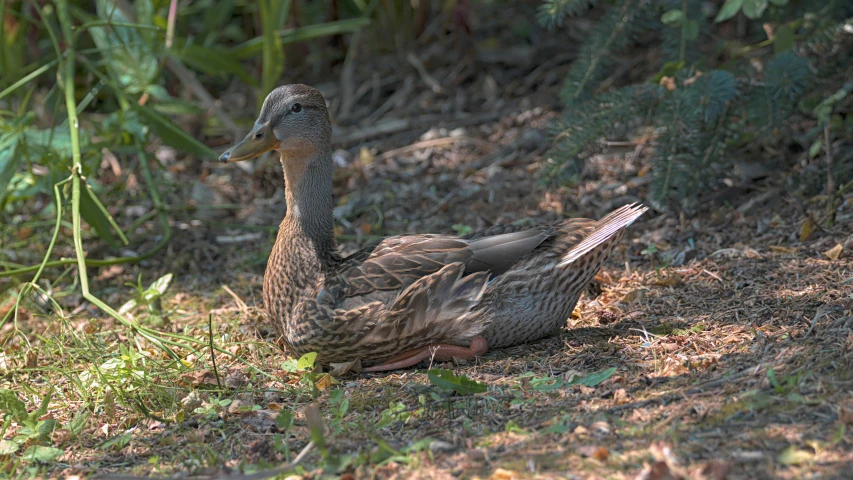 a duck is walking on the ground near plants