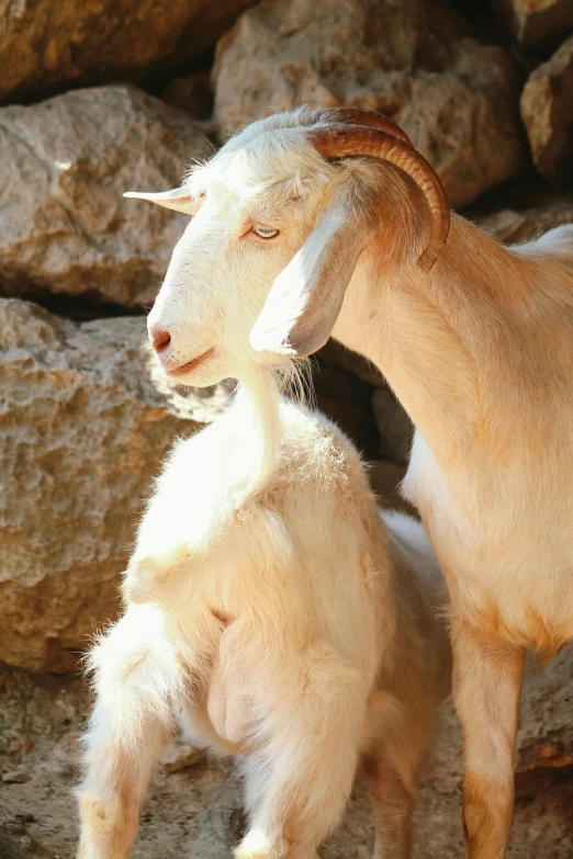 the baby goat stands up next to its mother