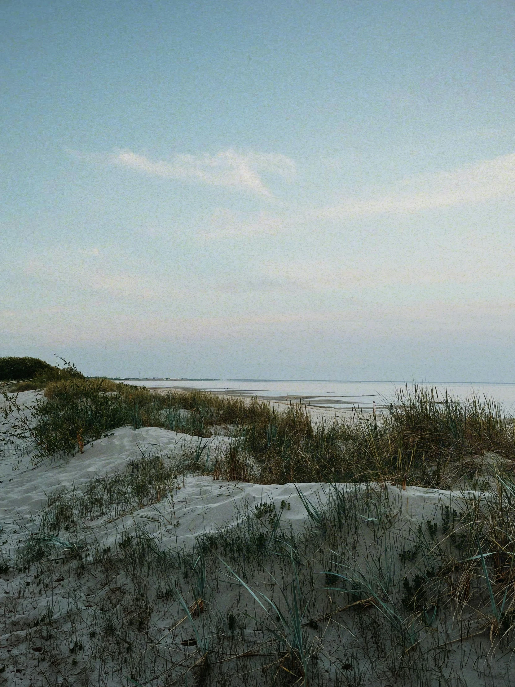 some bushes and grass growing on a beach