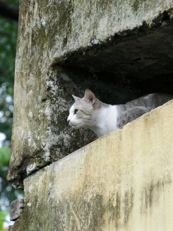 a cat staring out from a  in a stone wall