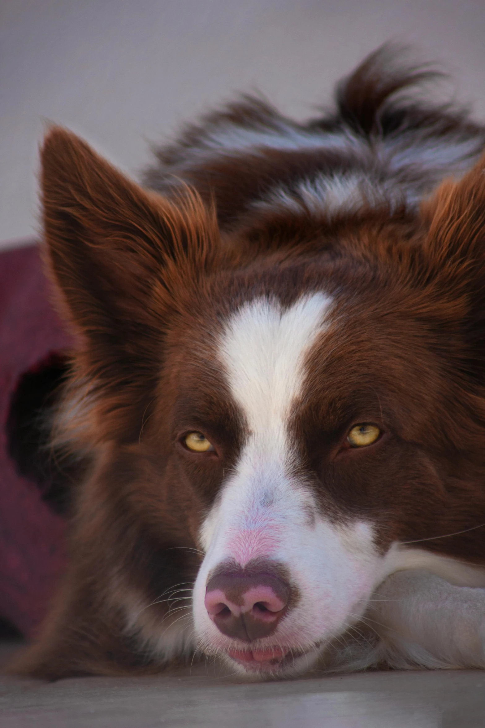 the brown and white dog has orange eyes