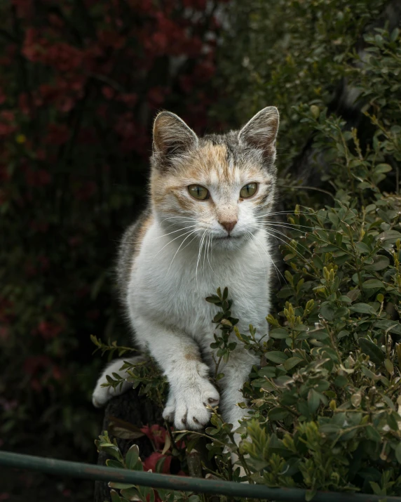 a cat is sitting on top of a pot plant