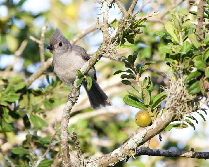 a gray bird perched on a nch near a apple
