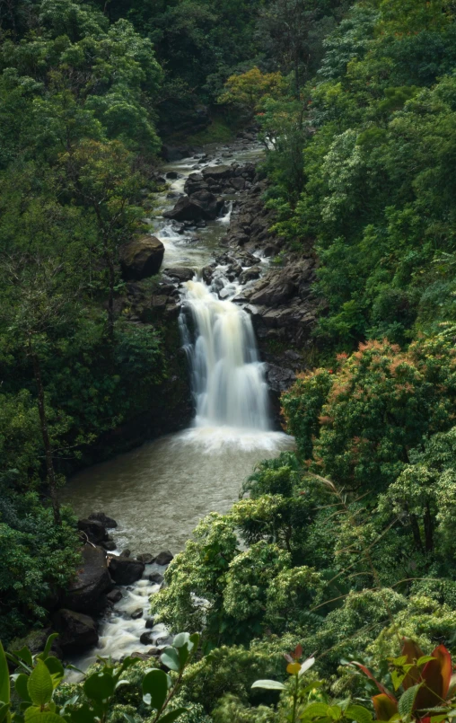 a stream near a forest with lots of trees