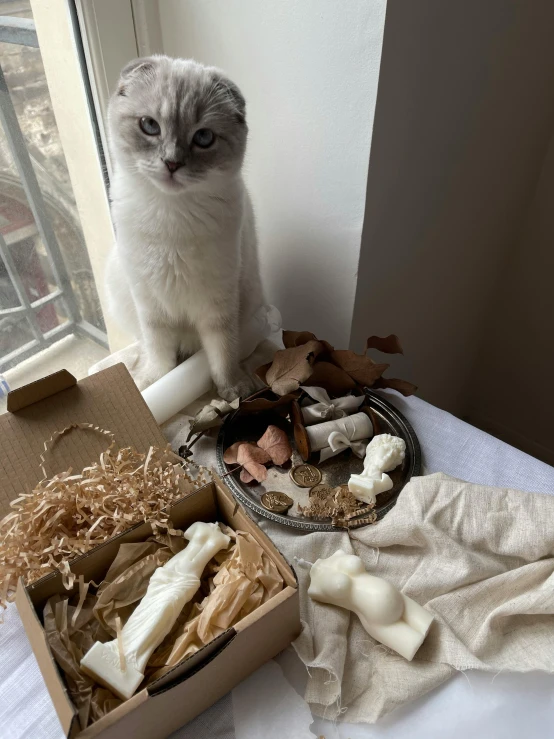 a cat is on the table near an assortment of nuts and herbs