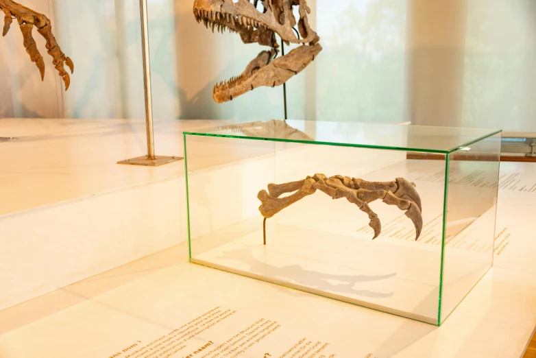 some type of bird skeleton in a glass box