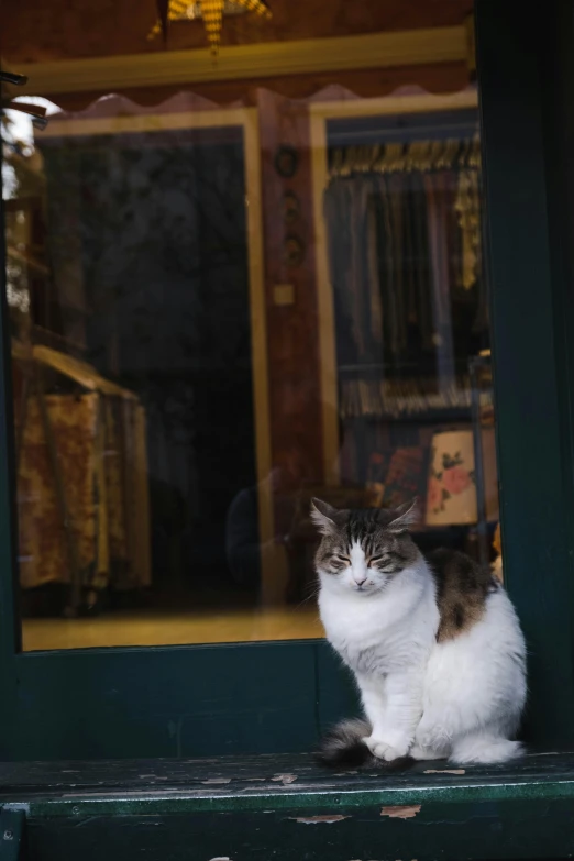 there is a grey and white cat sitting in the window