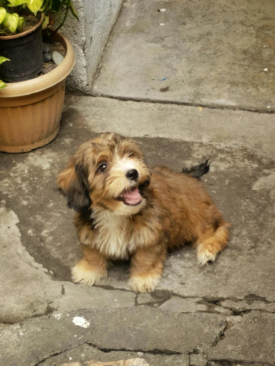 small puppy on cement near flower pots and brick wall