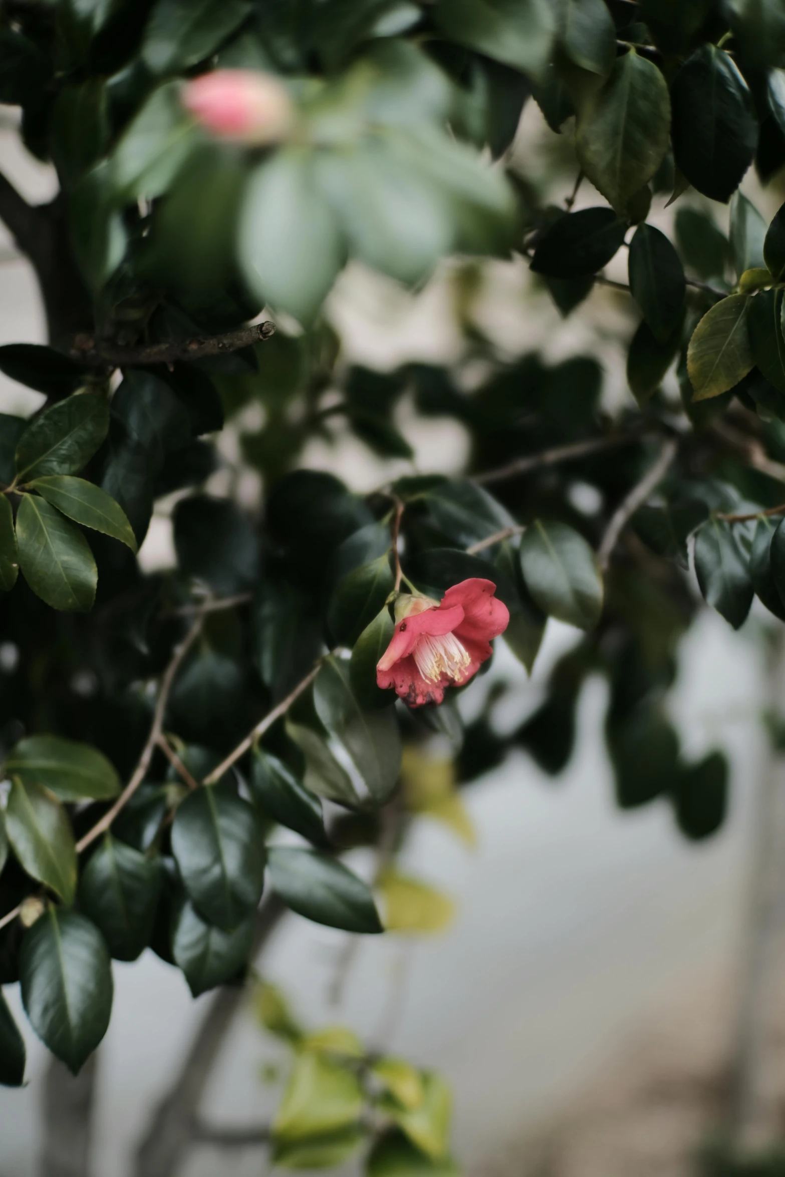 a pink flower on a tree next to some water