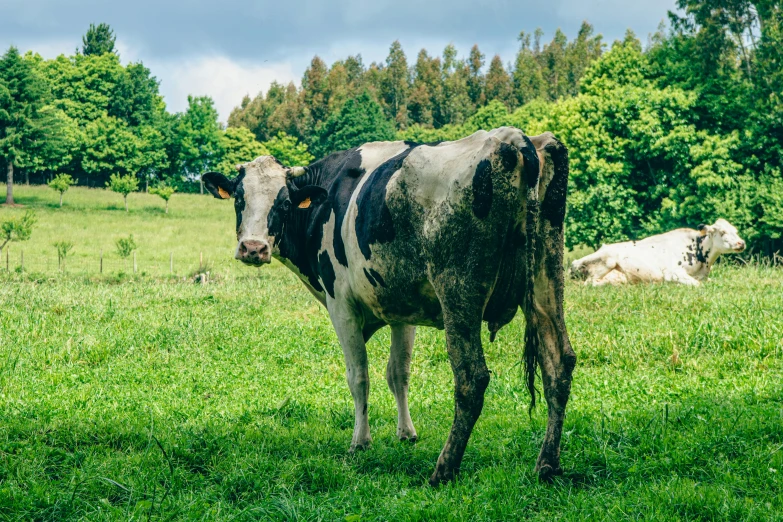 cows standing and sitting in a green pasture