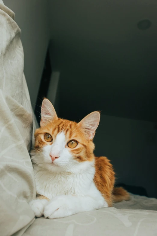 an orange and white cat lying on a bed