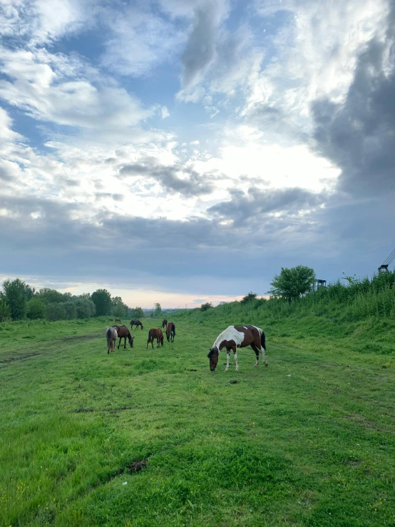 four horses standing in a grassy field with their heads down