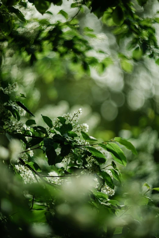 tree nches with small white flowers all around