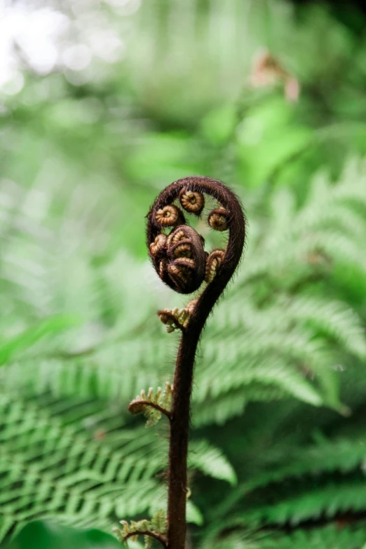 this is a plant with eyes on the top