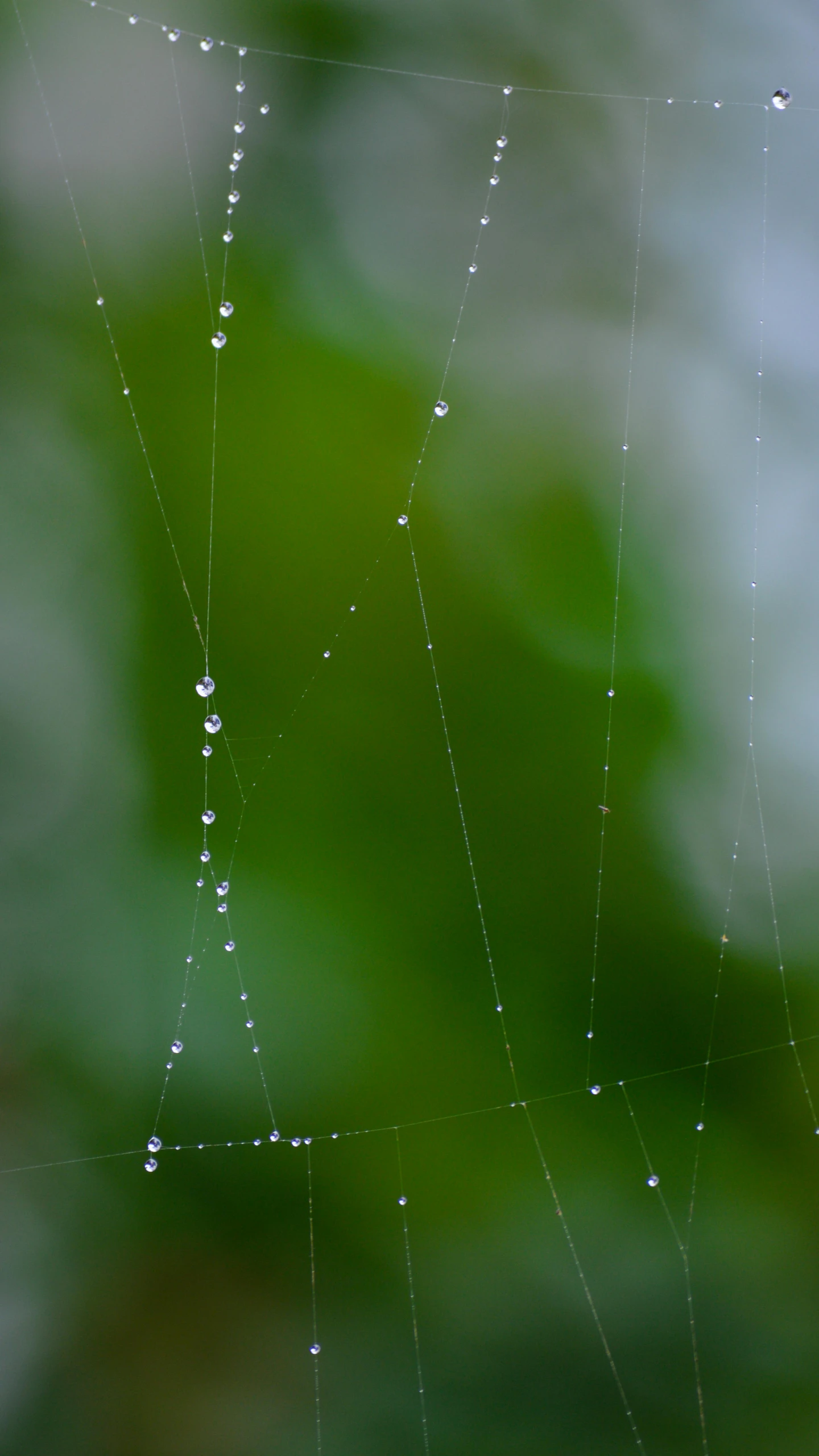 water droplets are running down a spider web