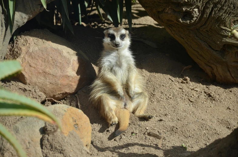 a cute little animal that is sitting on some dirt