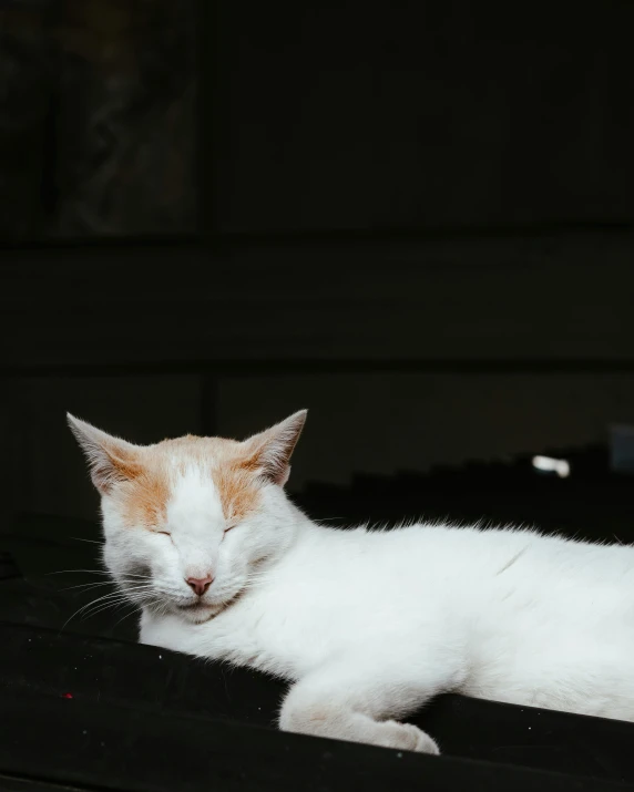 white cat laying on top of a black surface