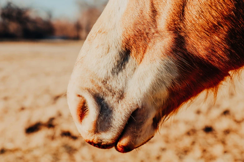 a close up of a horse's face on an open field