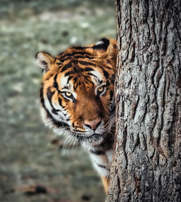 the tiger is peeking its head out from behind a tree