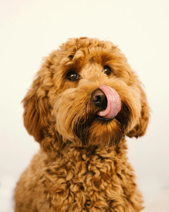 a brown dog with its tongue hanging out