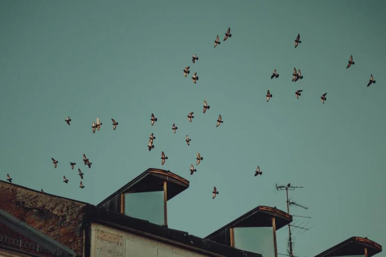 birds fly over a building, surrounded by chimneys